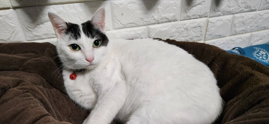 【迷子猫】滋賀県大津市のパンちゃんを無事に保護!ペット探偵による事例をご紹介