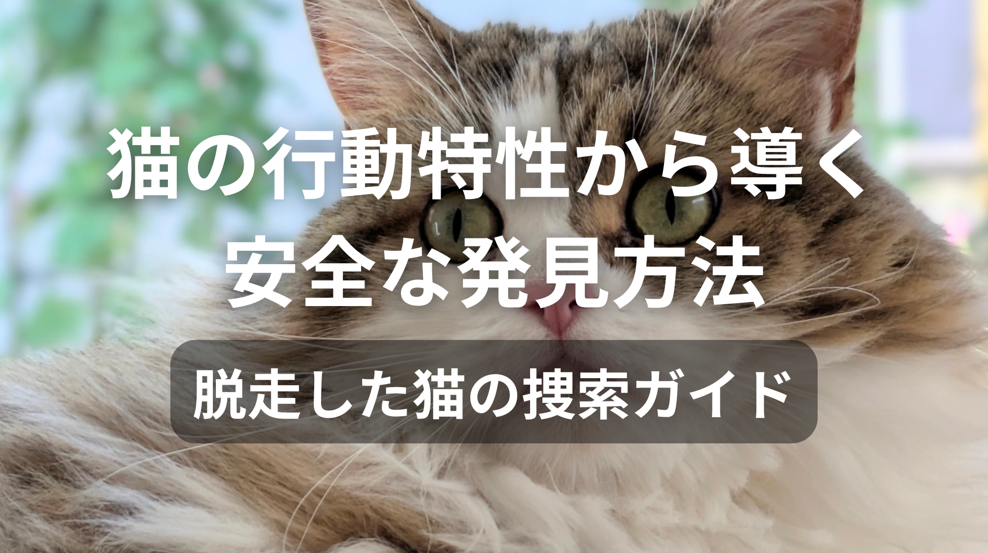 猫の行動特性から導く安全な発見方法｜脱走した猫の捜索ガイド