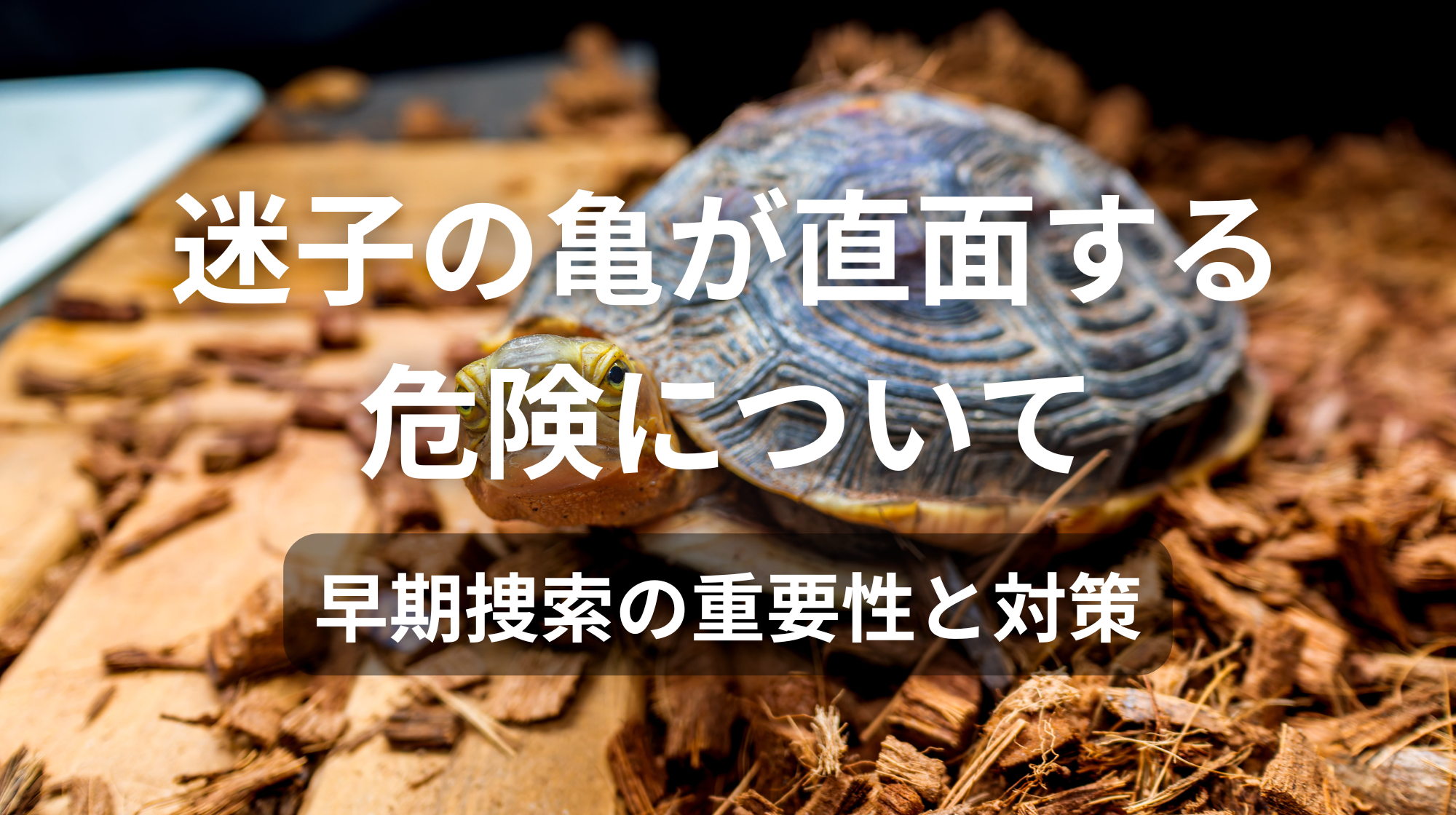 迷子の亀が直面する危険について｜早期捜索の重要性と対策