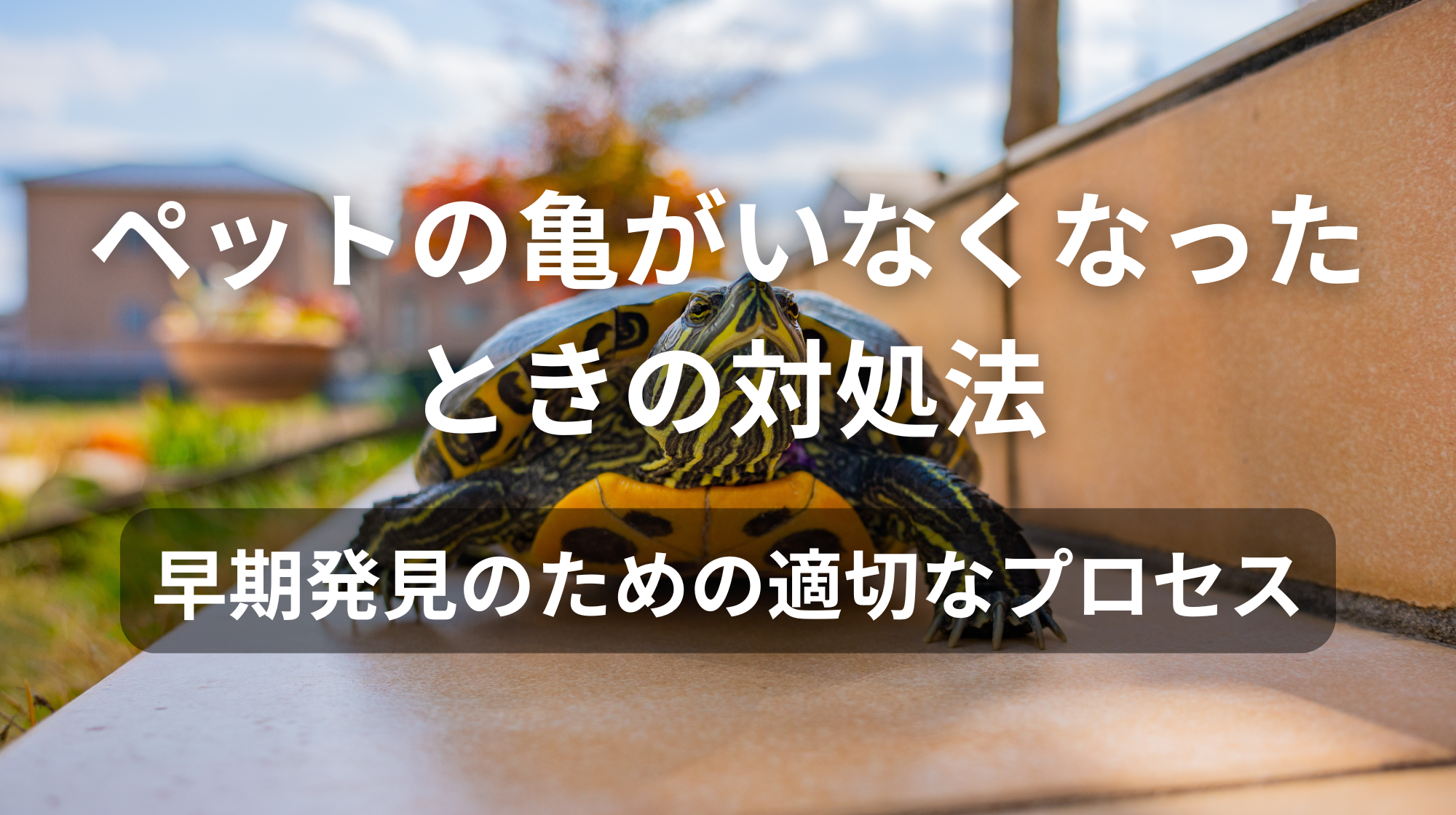 ペットの亀がいなくなったときの対処法｜早期発見のための適切なプロセス