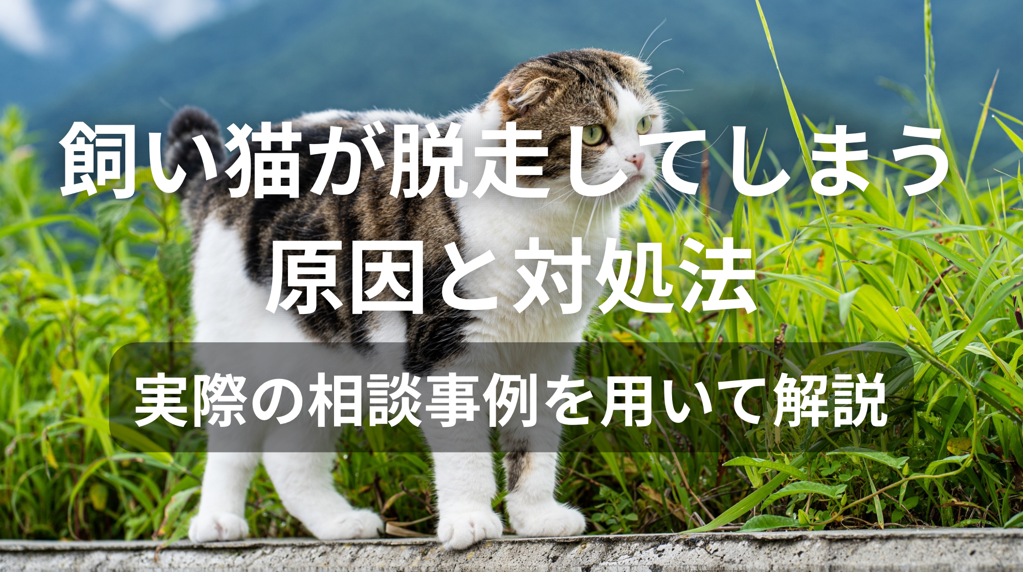 飼い猫が脱走してしまう原因と対処法｜実際の相談事例を用いて解説