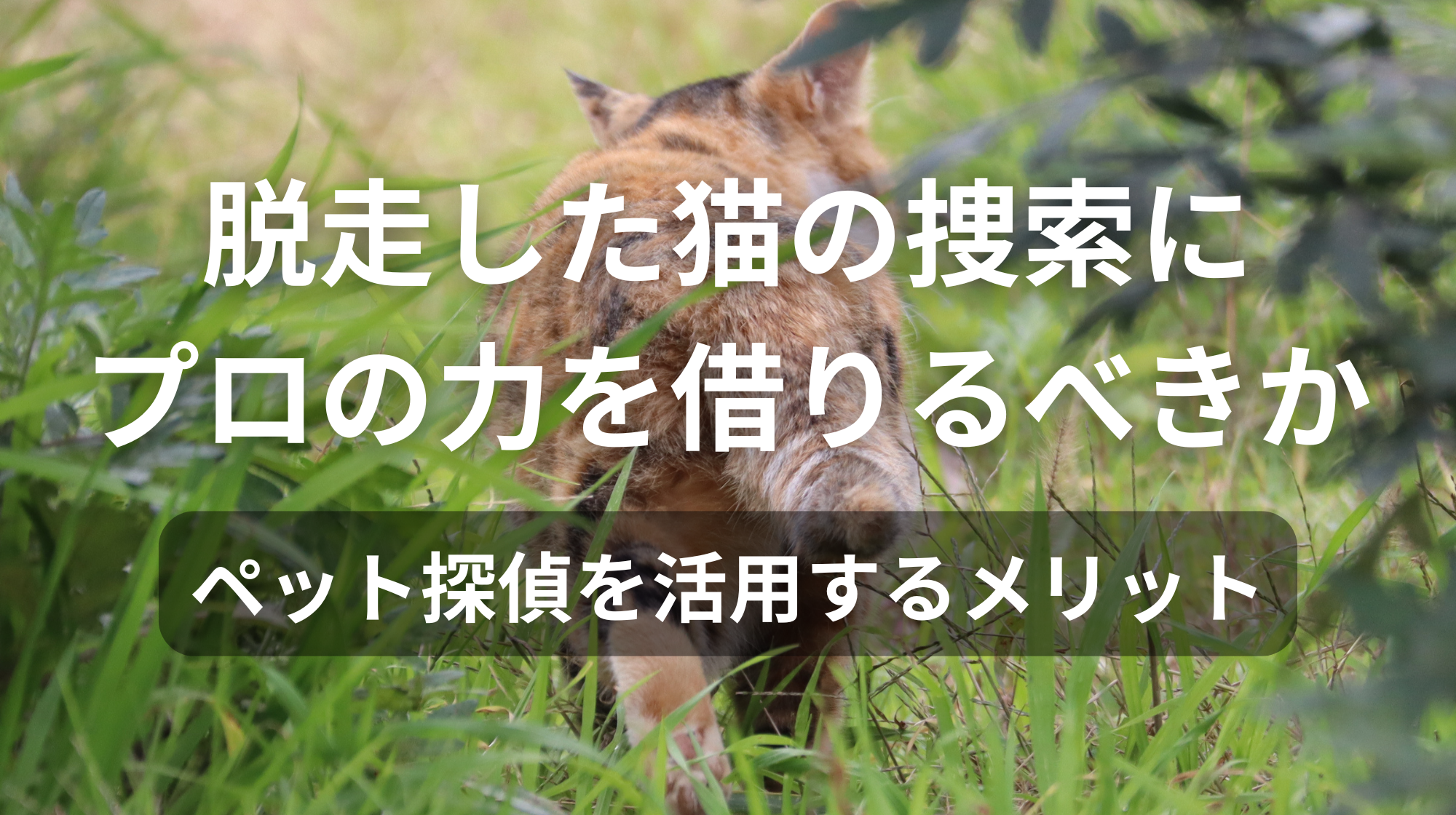 脱走した猫の捜索にプロの力を借りるべきか｜ペット探偵を活用するメリット