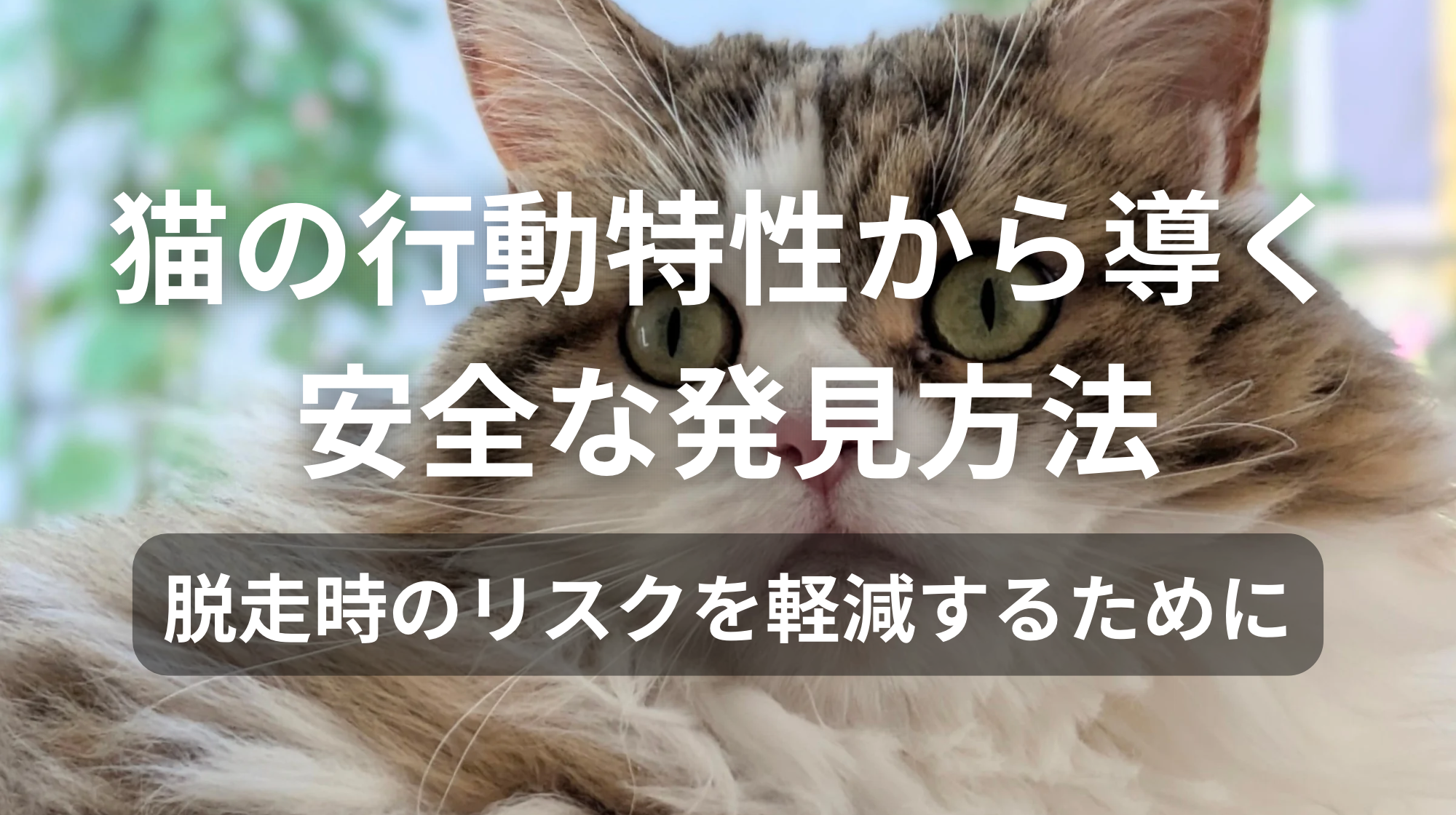 猫の行動特性から導く安全な発見方法｜脱走時のリスクを軽減するために