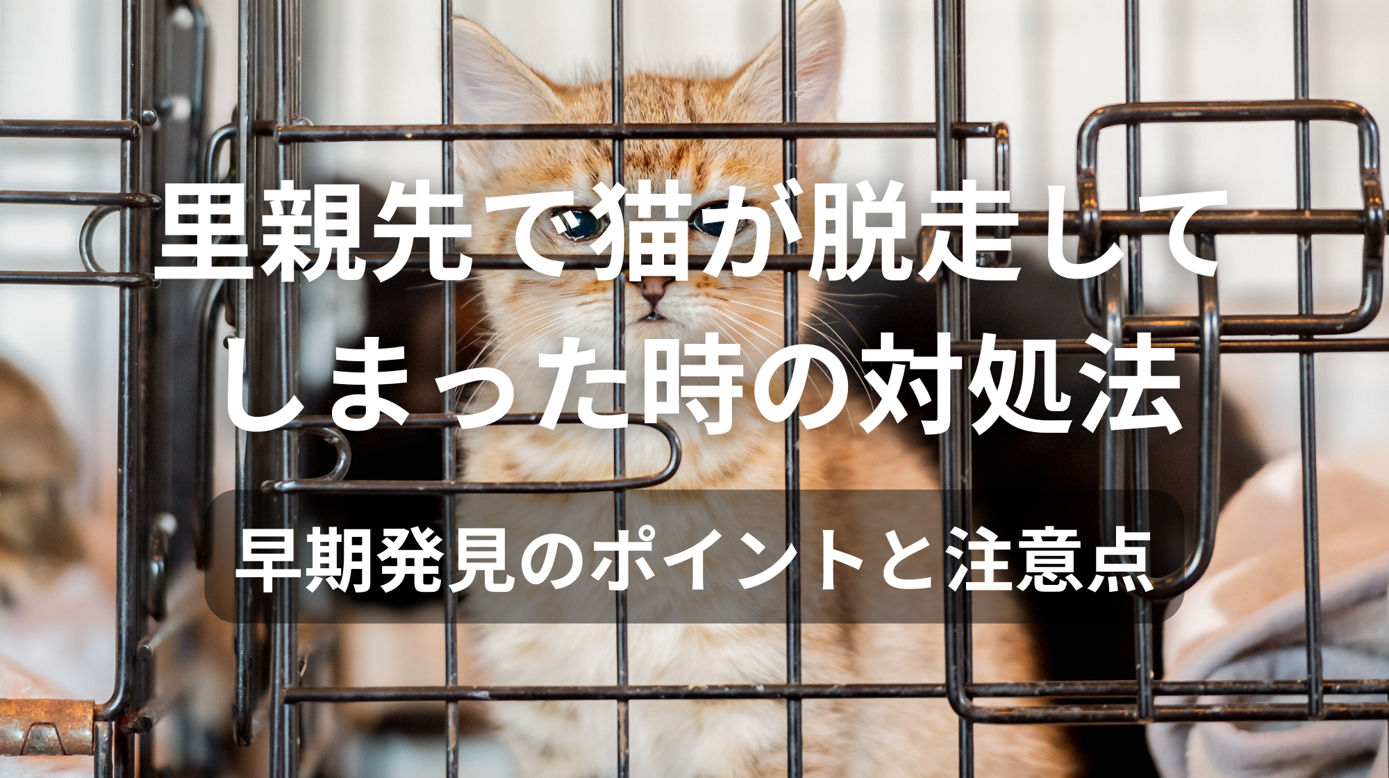 里親先で猫が脱走してしまった時の対処法｜早期発見のポイントと注意点