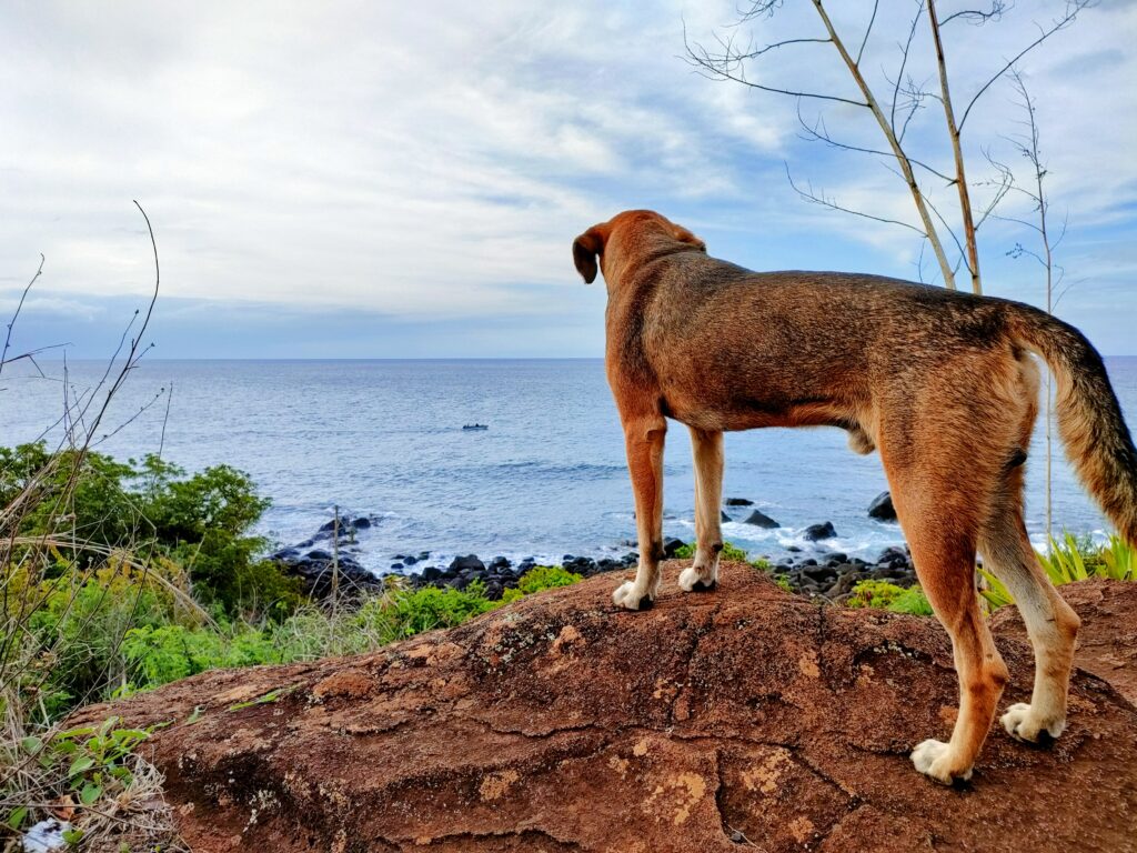 首輪が外れて逃げた飼い犬が直面するリスク