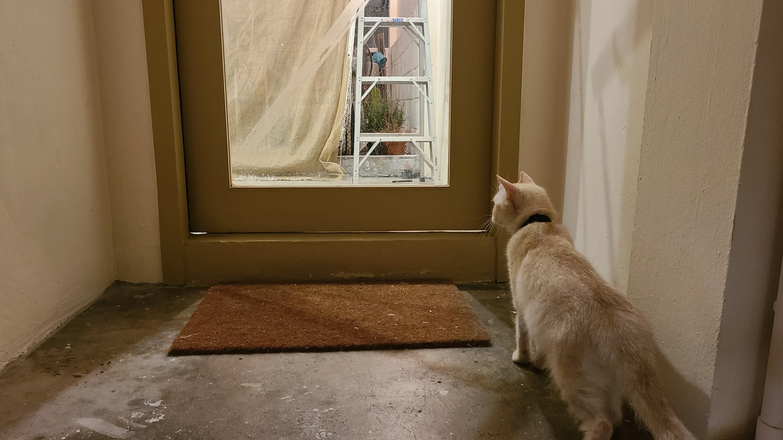 外に関心を示す室内飼いの猫