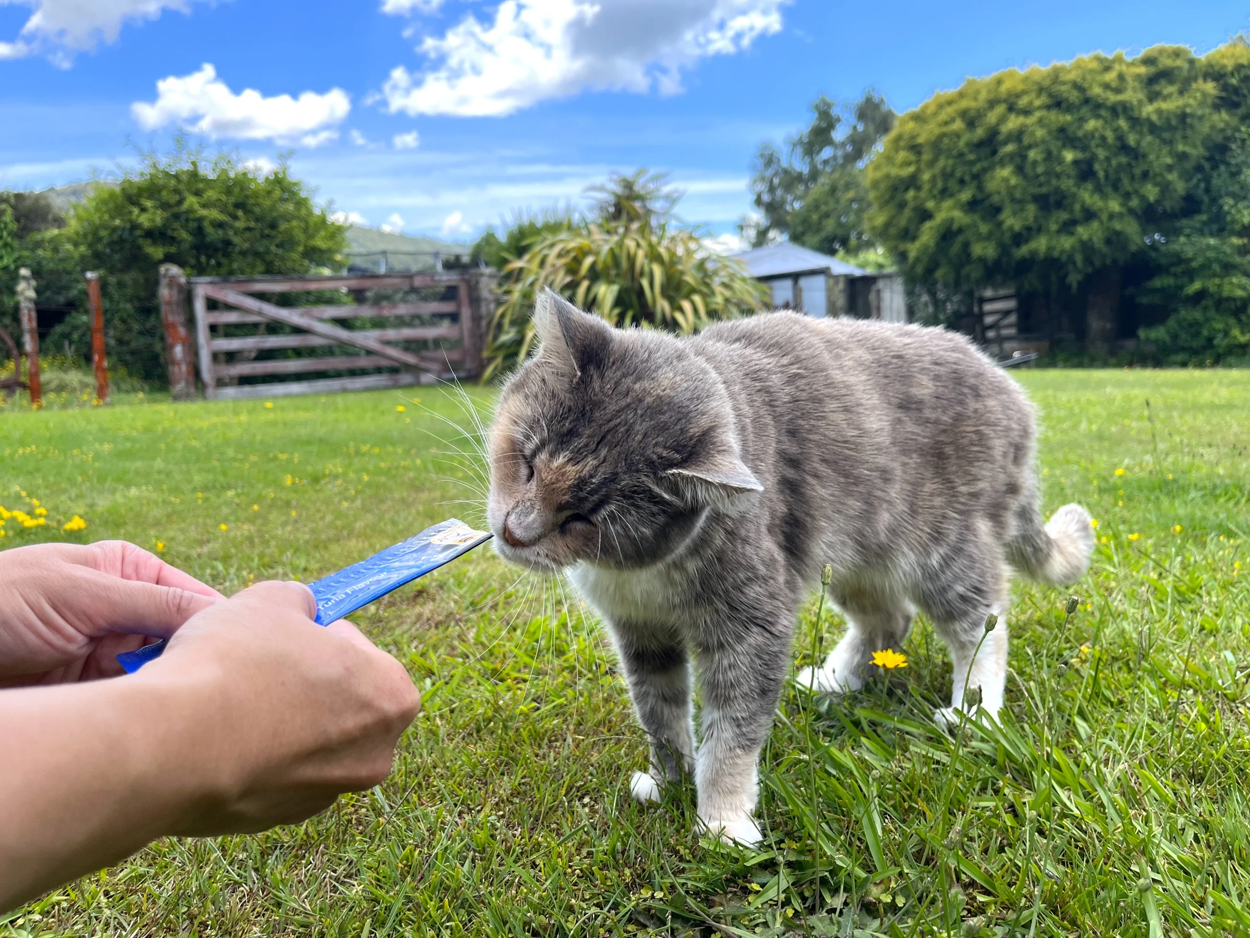 猫の好物であるチュール