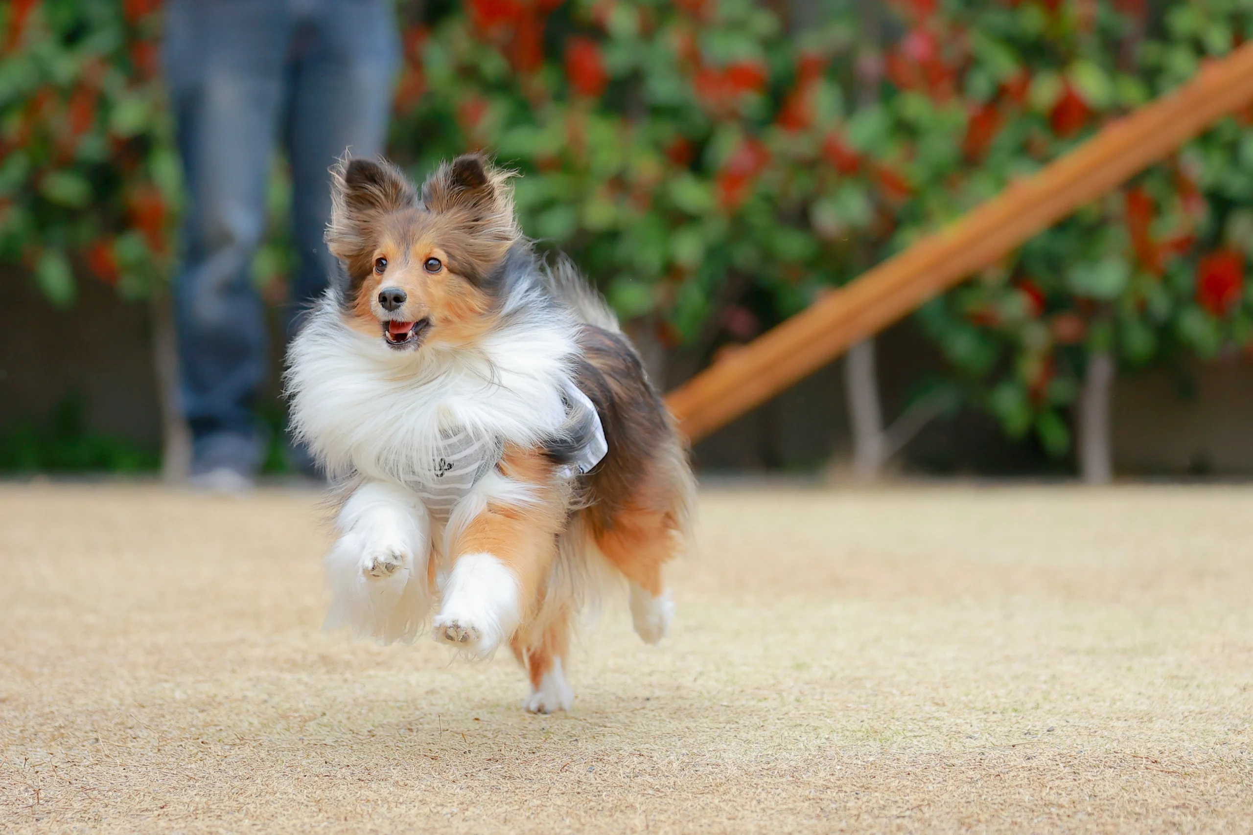 走り去る首輪が抜けた飼い犬
