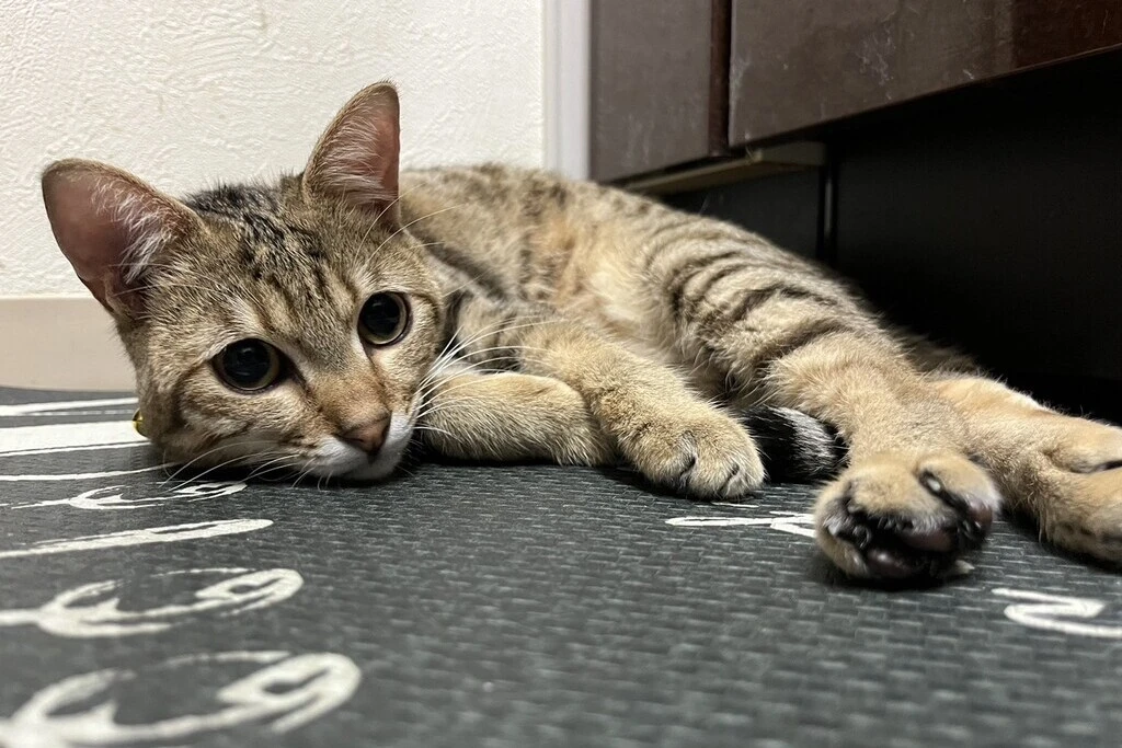 【迷子猫】愛知県春日井市のニコちゃんを無事に保護！ペット探偵による事例をご紹介