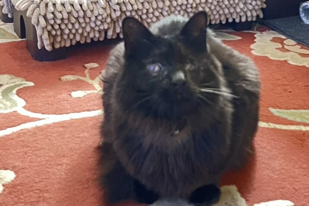 【迷子猫】茨城県水戸市のラッキーくんを無事に保護！ペット探偵による事例をご紹介