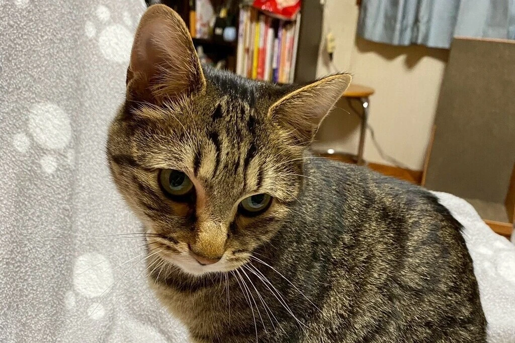 【迷子猫】栃木県小山市のジョジョくんを無事に保護！ペット探偵による事例をご紹介