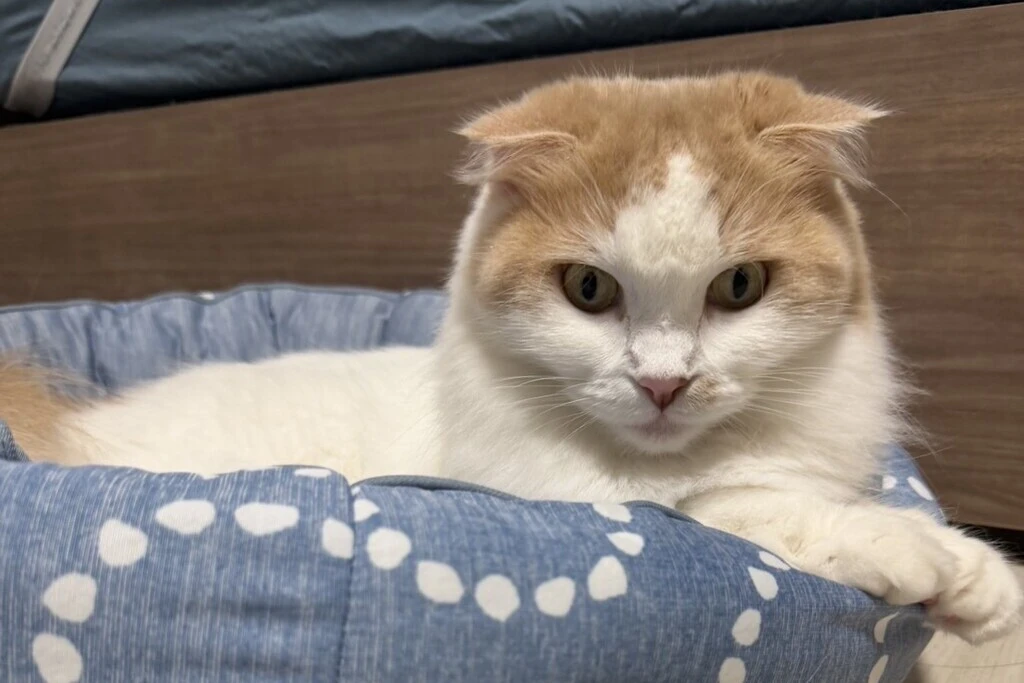 【迷子猫】大阪府羽曳野市のノンちゃんを無事に保護！ペット探偵による事例をご紹介