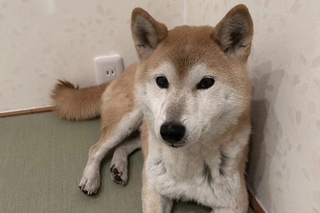 【迷子犬】大阪府堺市のコウメちゃんを無事に保護！ペット探偵による事例をご紹介