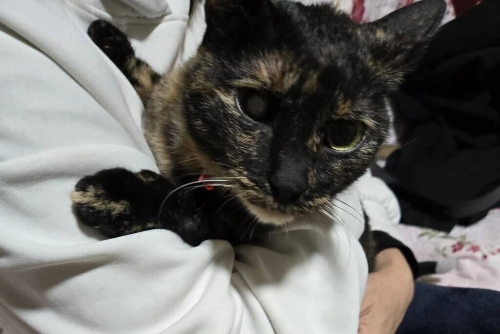 【迷子猫】熊本県天草市のチョビちゃんを無事に保護！ペット探偵による事例をご紹介