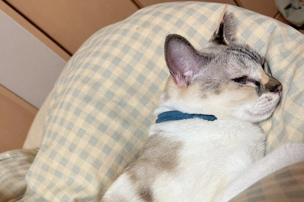 【迷子猫】徳島県徳島市のリンちゃんを無事に保護！ペット探偵による事例をご紹介