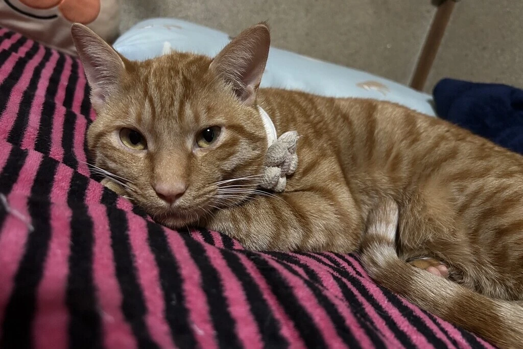 【迷子猫】福島県田村市のノアくんを無事に保護！ペット探偵による事例をご紹介