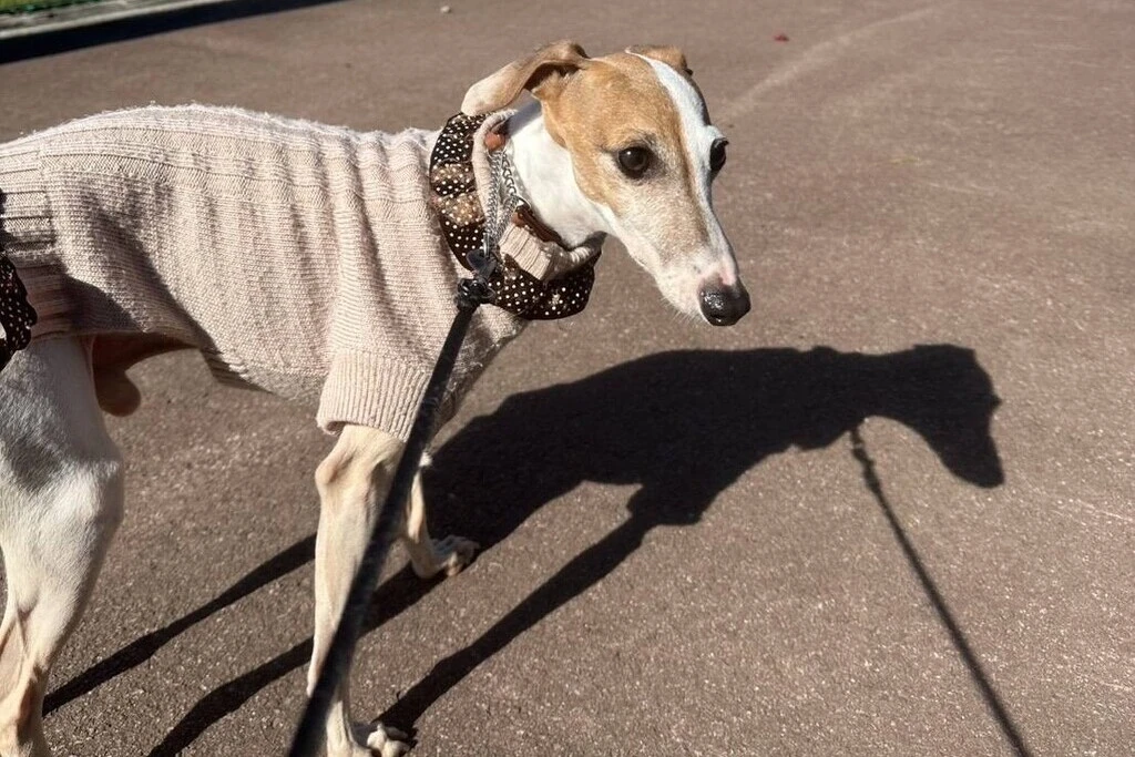 【迷子犬】長野県北佐久郡のタロウくんを無事に保護！ペット探偵による事例をご紹介