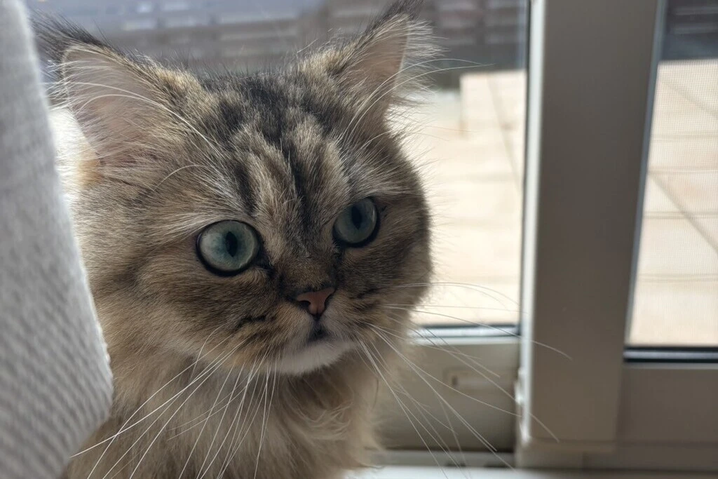 【迷子猫】鳥取県鳥取市のメルちゃんを無事に保護！ペット探偵による事例をご紹介