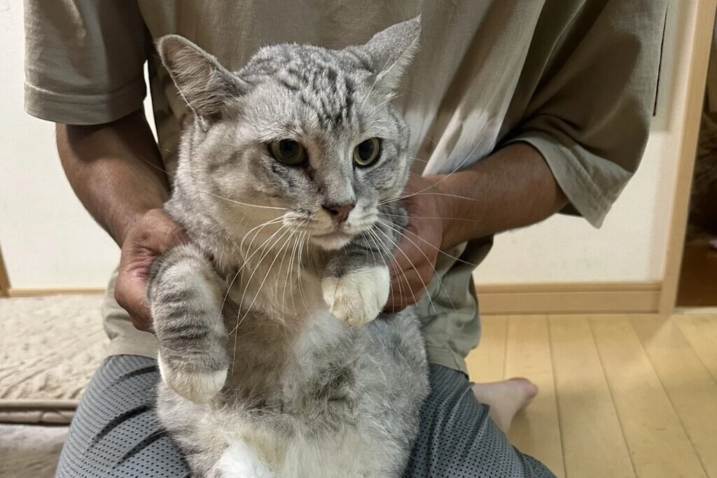 【迷子猫】山形県長井市のグルーくんを無事に保護！ペット探偵による事例をご紹介