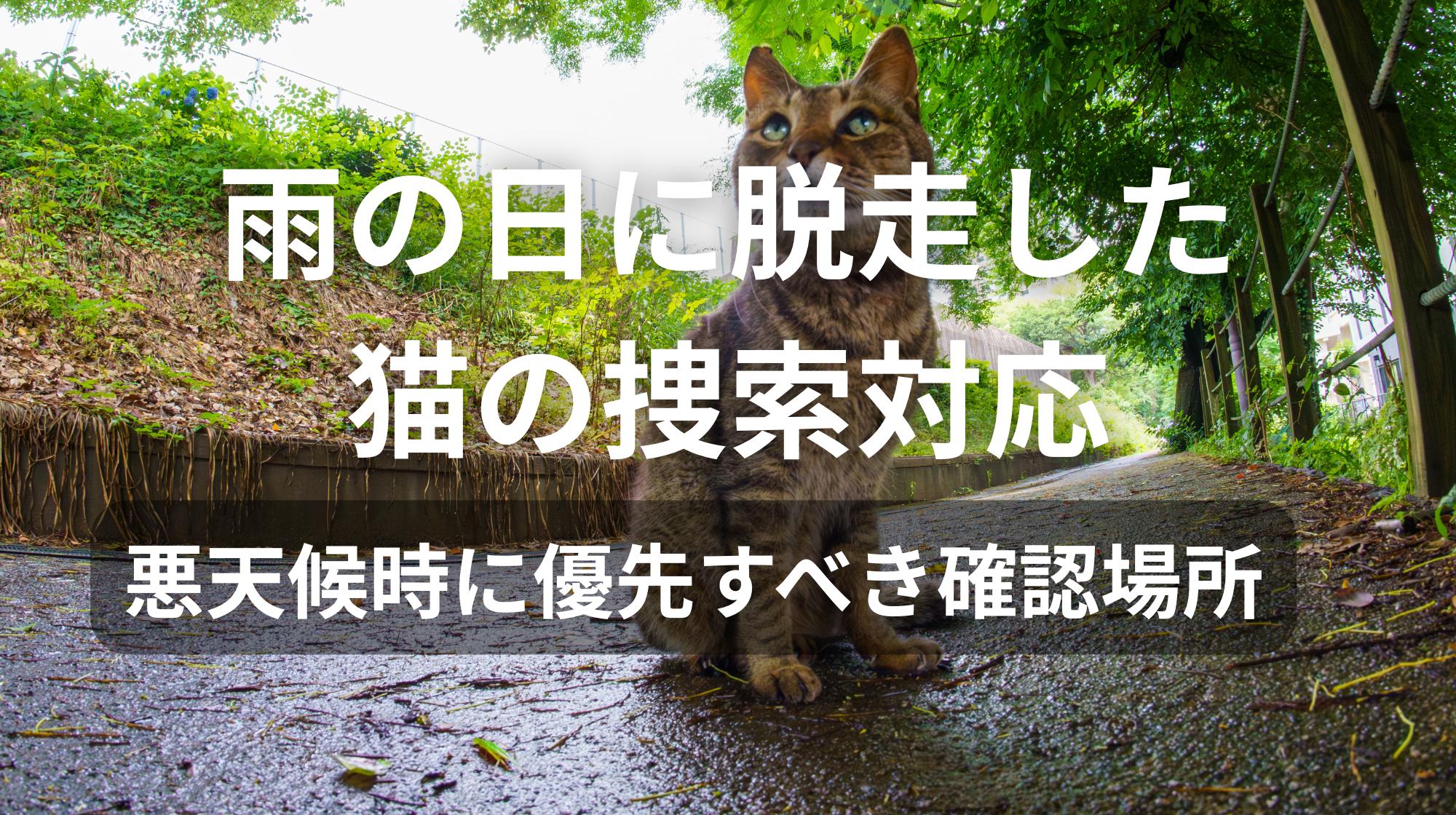 雨の日に脱走した猫の捜索対応｜悪天候時に優先すべき確認場所