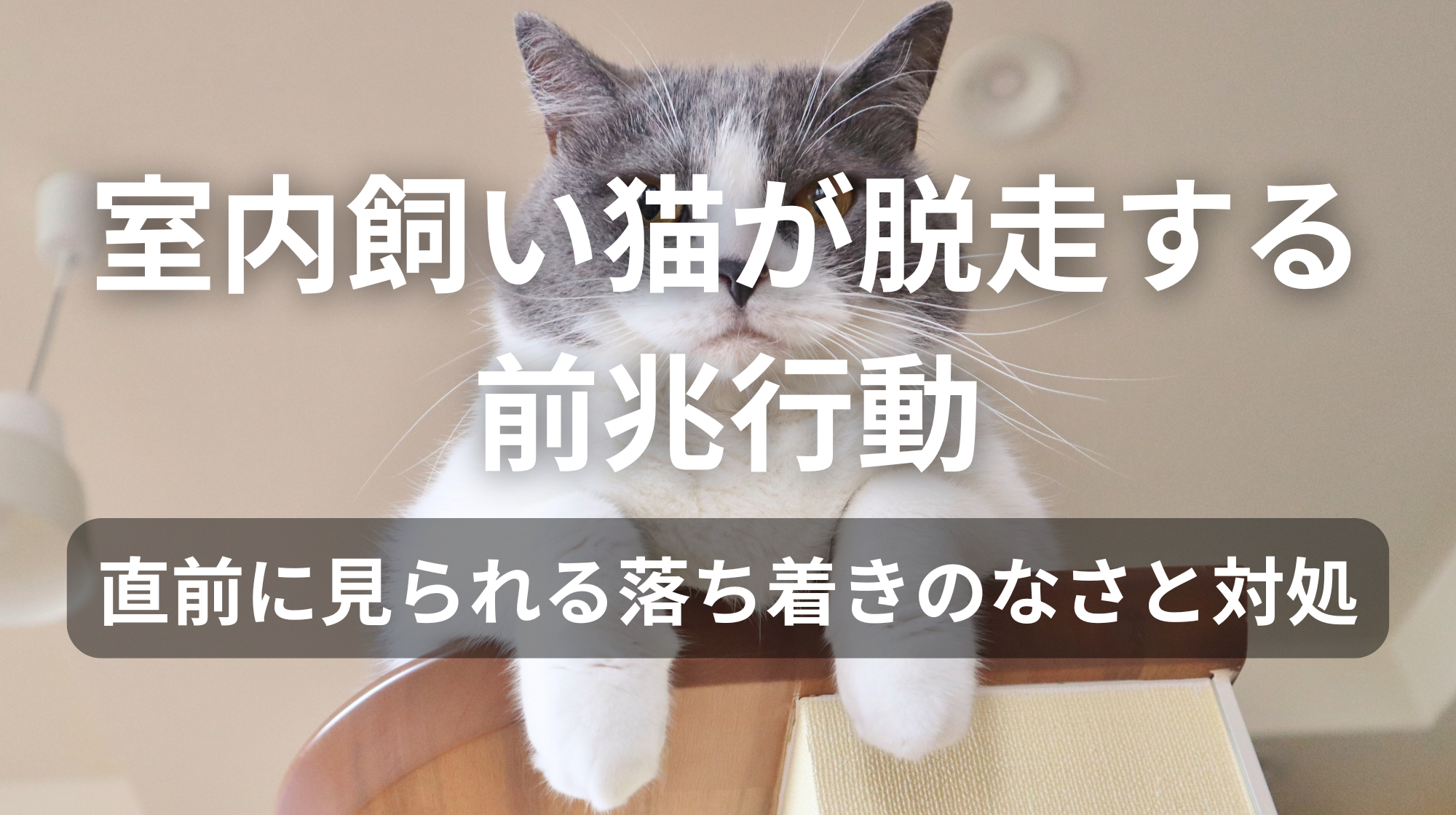 室内飼い猫が脱走する前兆行動｜直前に見られる落ち着きのなさと対処