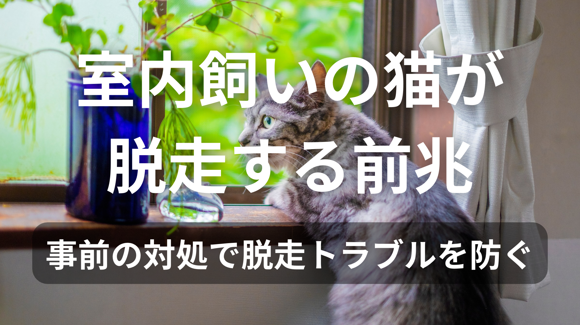 室内飼いの猫が脱走する前兆｜事前の対処で脱走トラブルを防ぐ