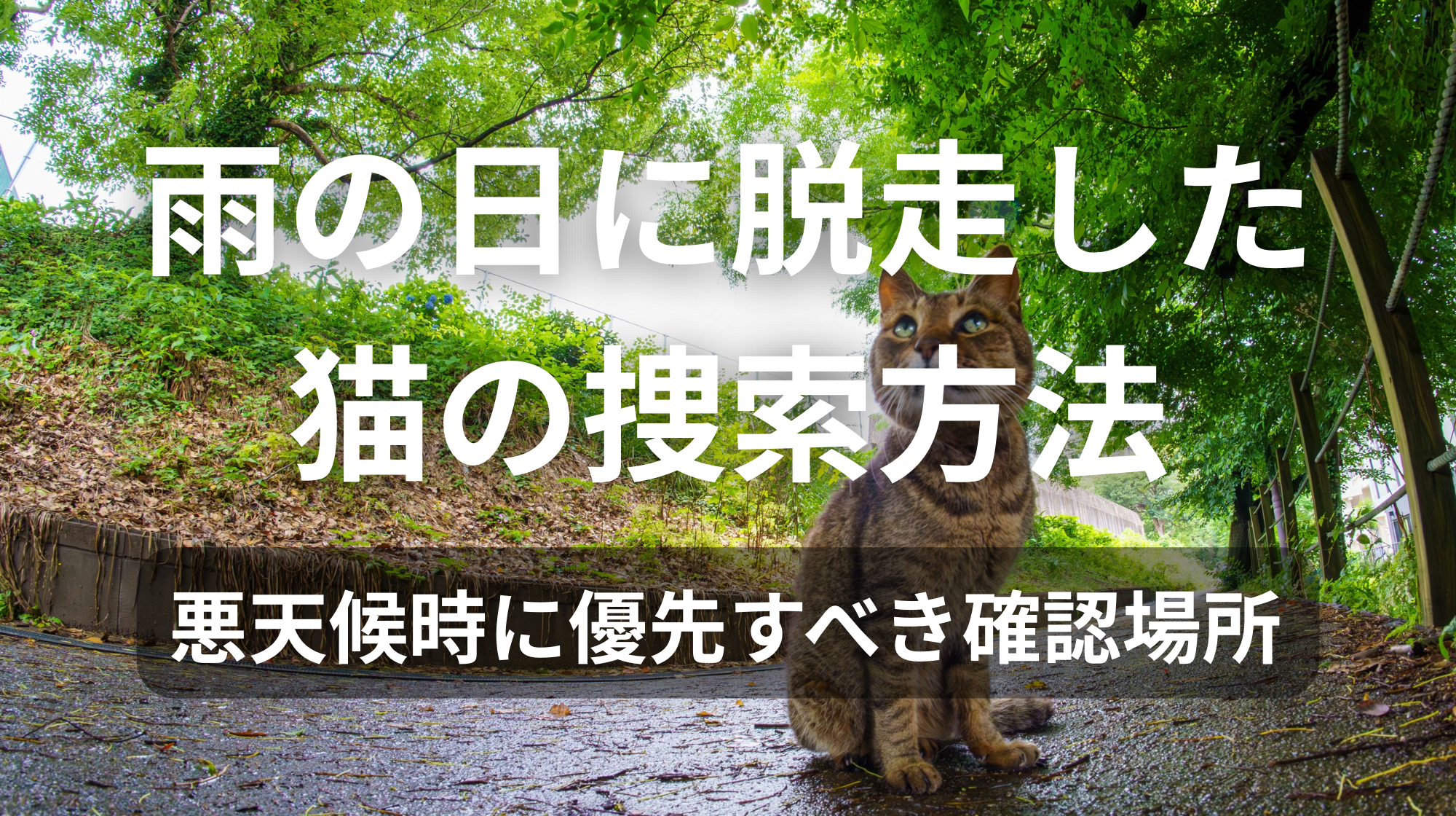 雨の日に脱走した猫の捜索方法｜悪天候時に優先すべき確認場所