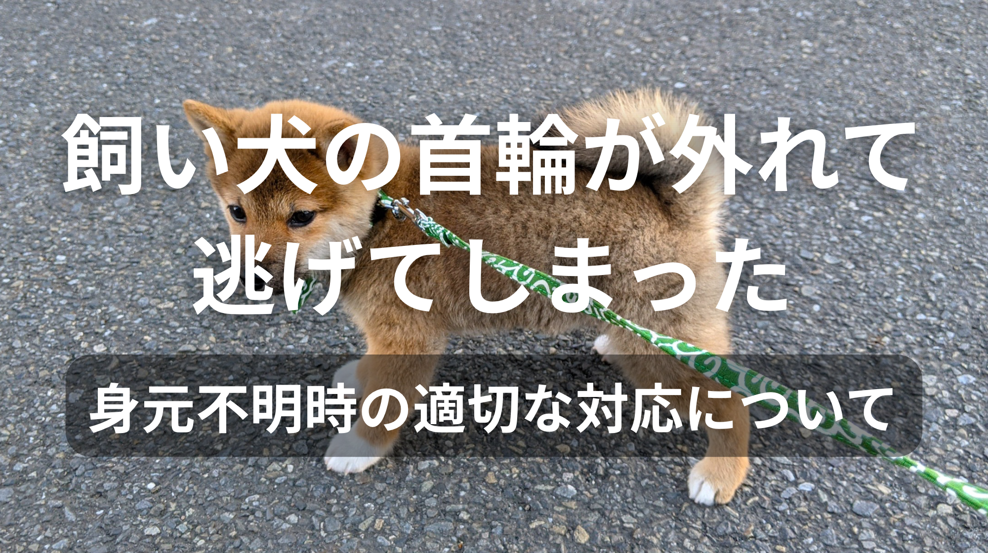 飼い犬の首輪が外れて逃げてしまった｜身元不明時の適切な対応について