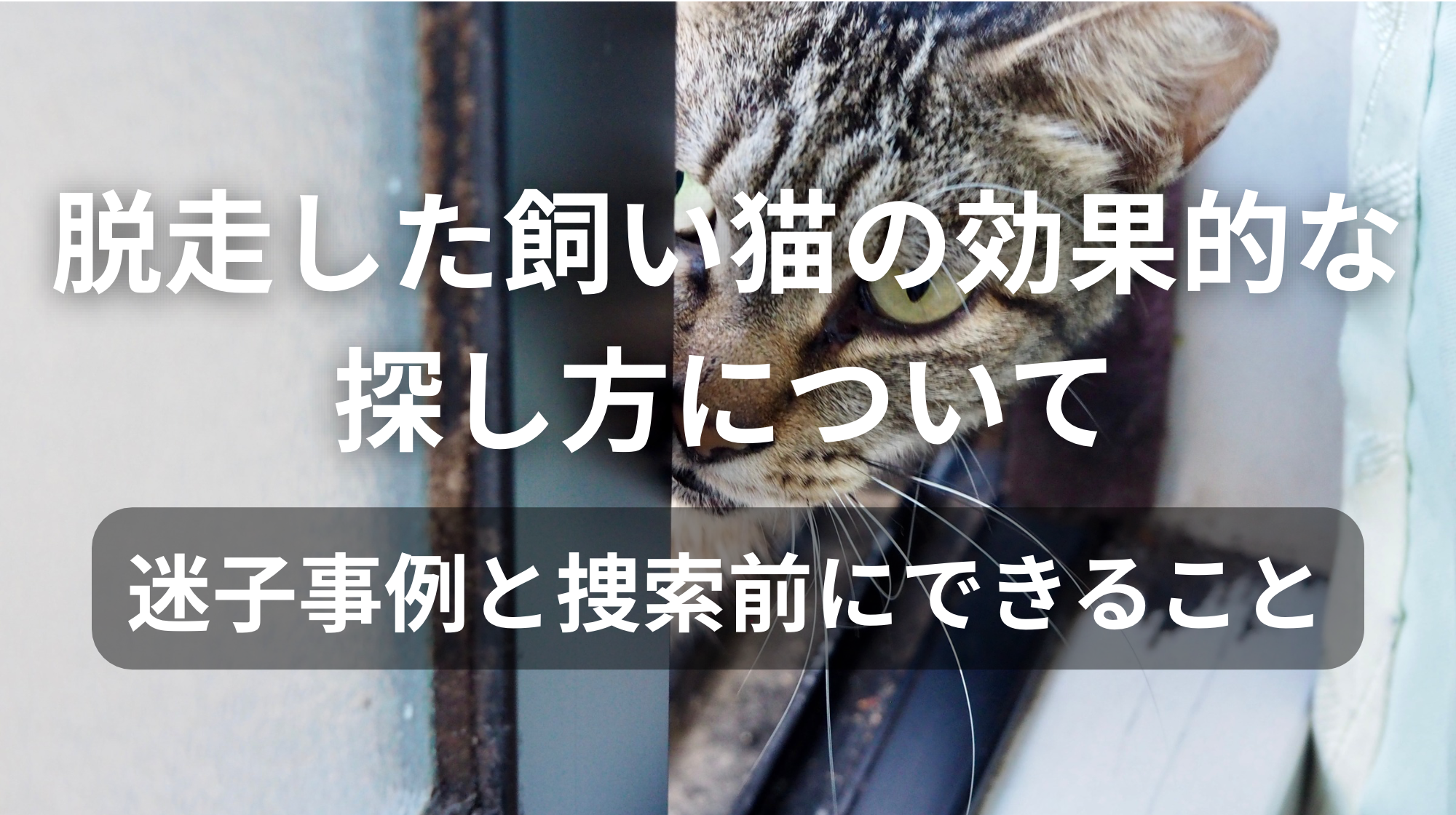 脱走した飼い猫の効果的な探し方について｜迷子事例と捜索前にできること