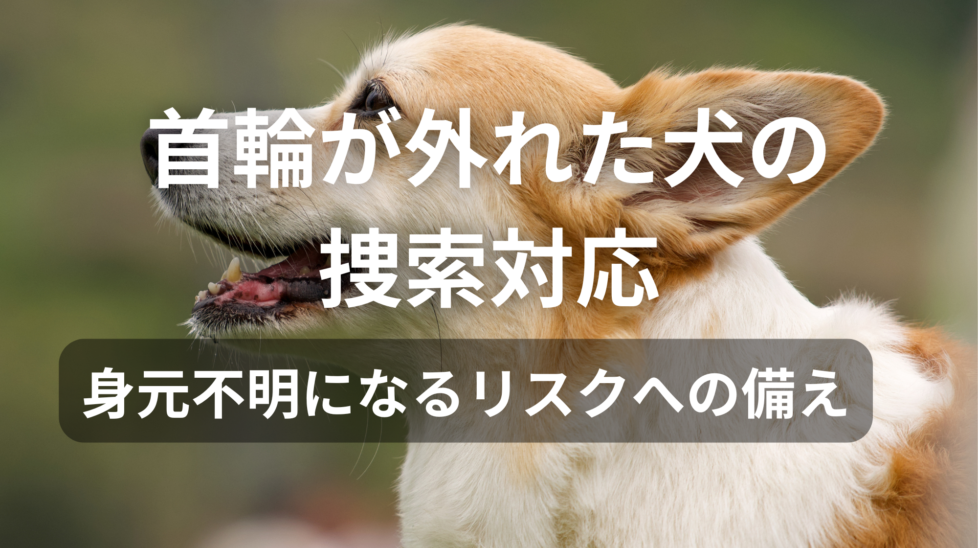 首輪が外れた犬の捜索対応｜身元不明になるリスクへの備え