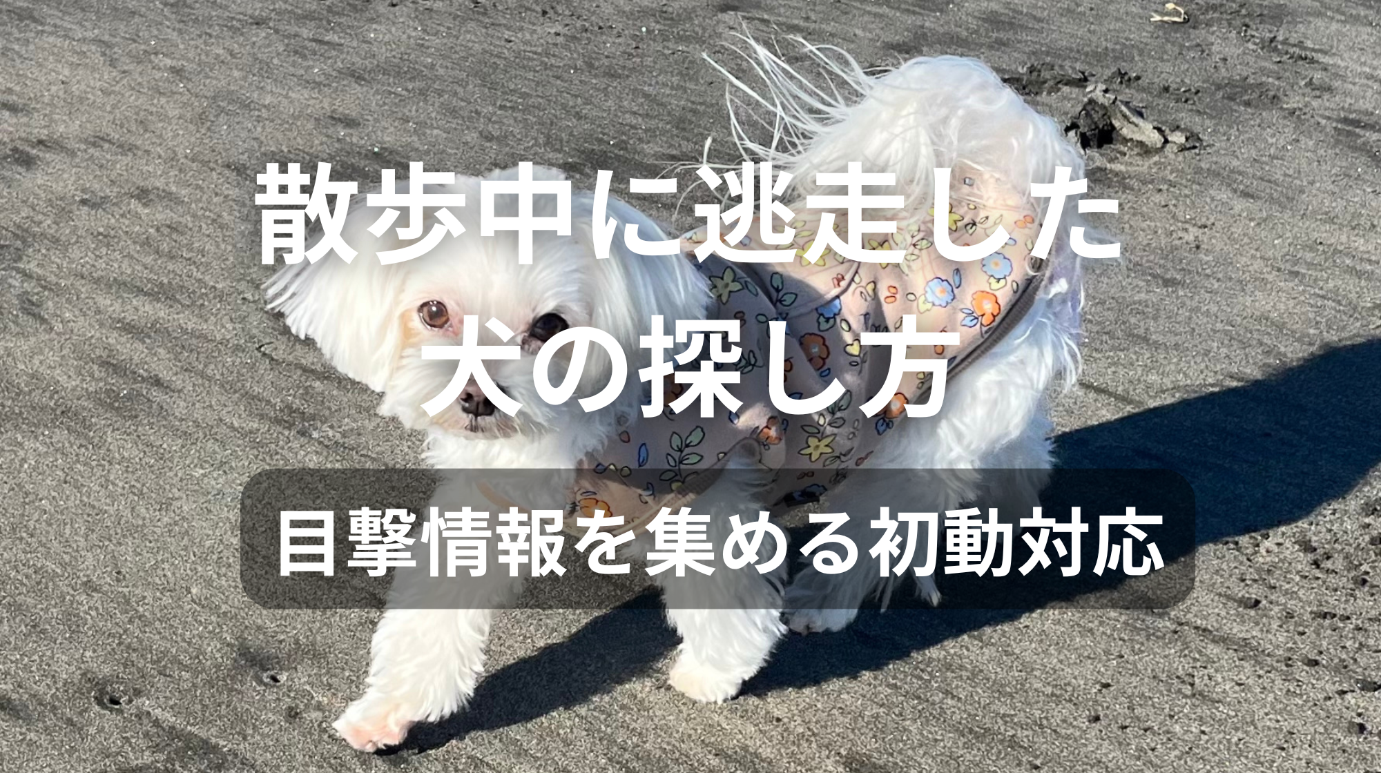散歩中に逃走した犬の探し方｜目撃情報を集める初動対応