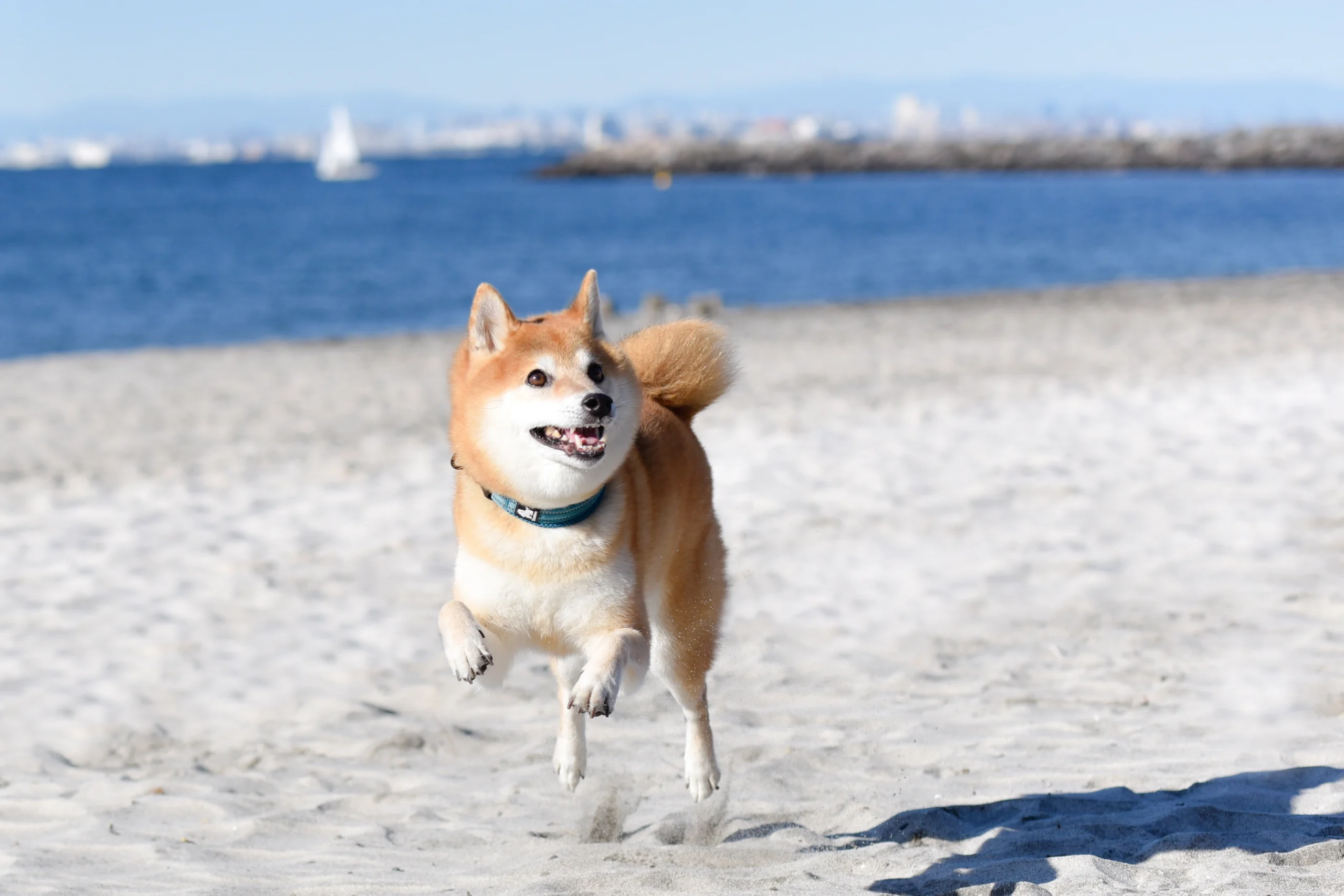 何かの拍子に逃走してしまった飼い犬