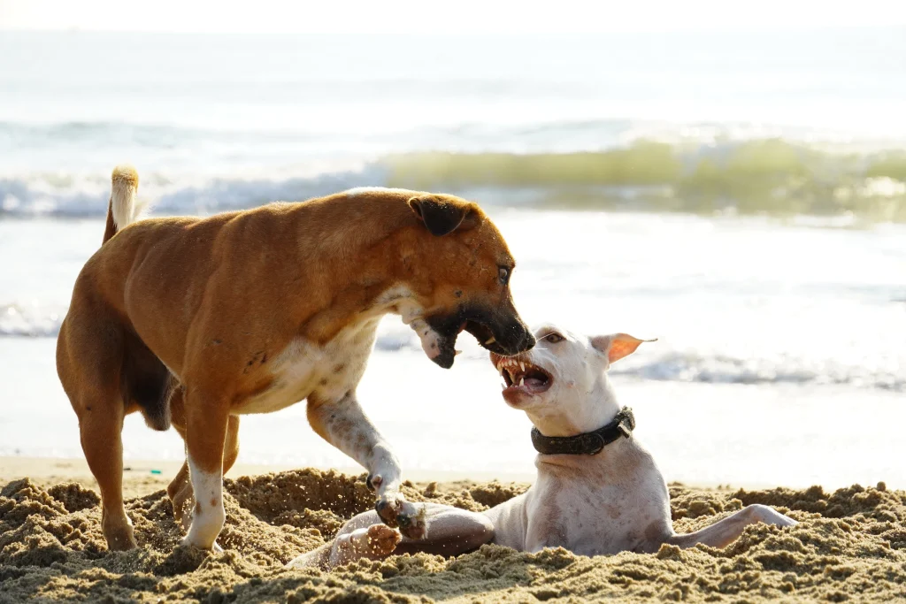 逃走した飼い犬が他の犬の喧嘩をする様子