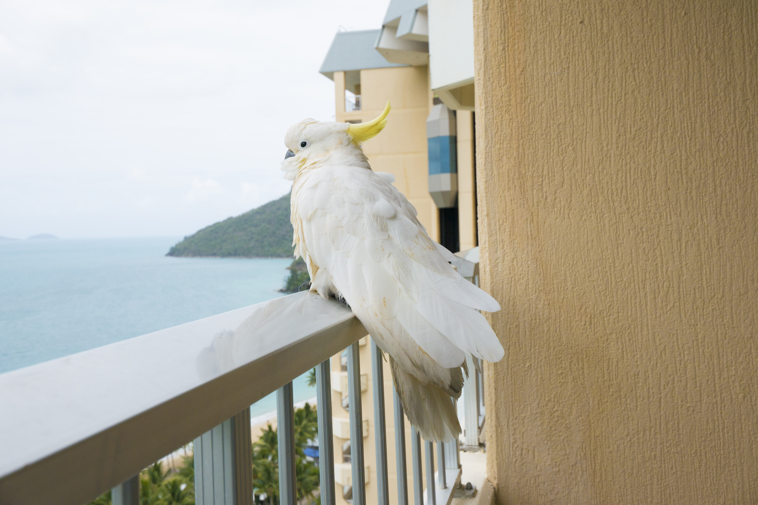 脱走してしまった鳥