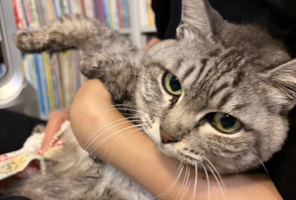 【迷子猫】石川県金沢市のナツメちゃんを無事に保護！ペット探偵による事例をご紹介