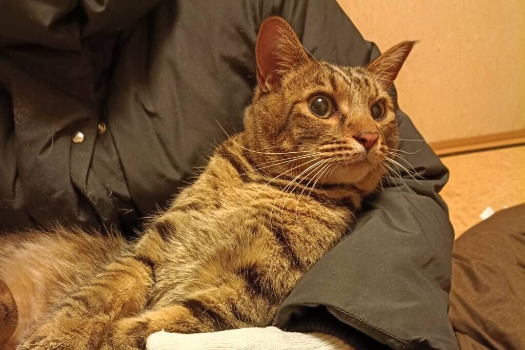 【迷子猫】茨城県水戸市のナッツくんを無事に保護！ペット探偵による事例をご紹介