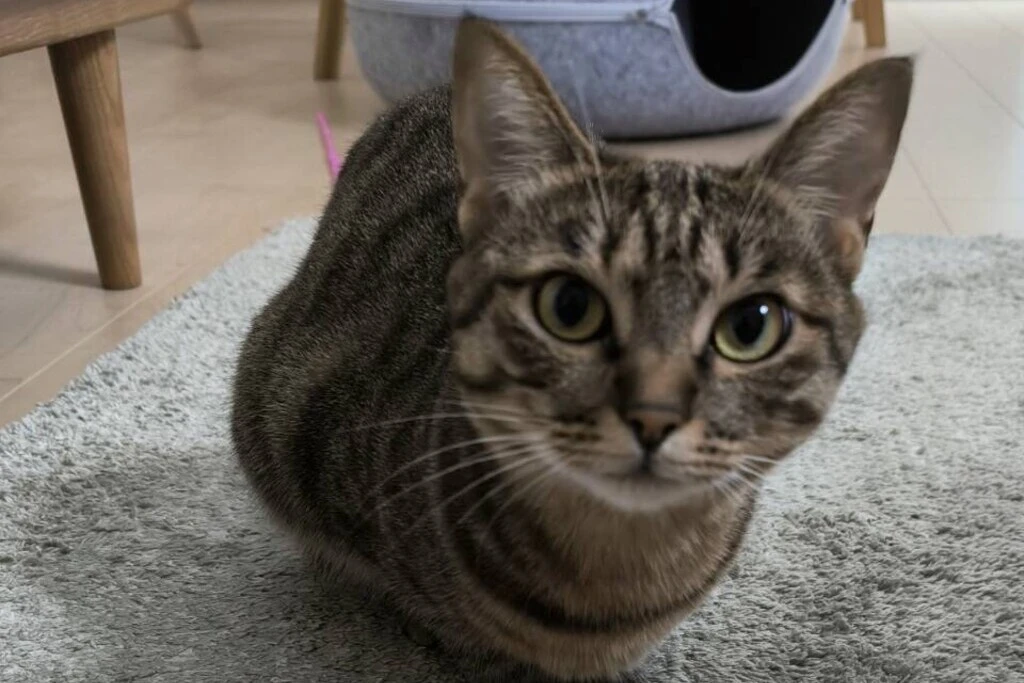 【迷子猫】福島県福島市のキンちゃんを無事に保護！ペット探偵による事例をご紹介