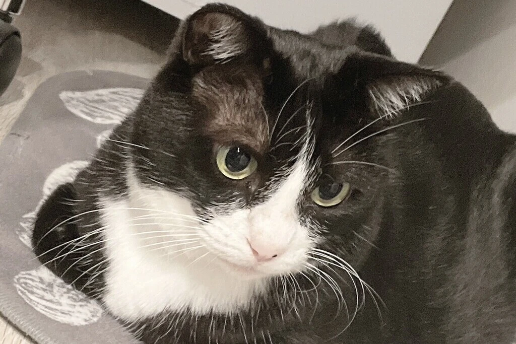 【迷子猫】福岡県北九州市のアンナちゃんを無事に保護！ペット探偵による事例をご紹介