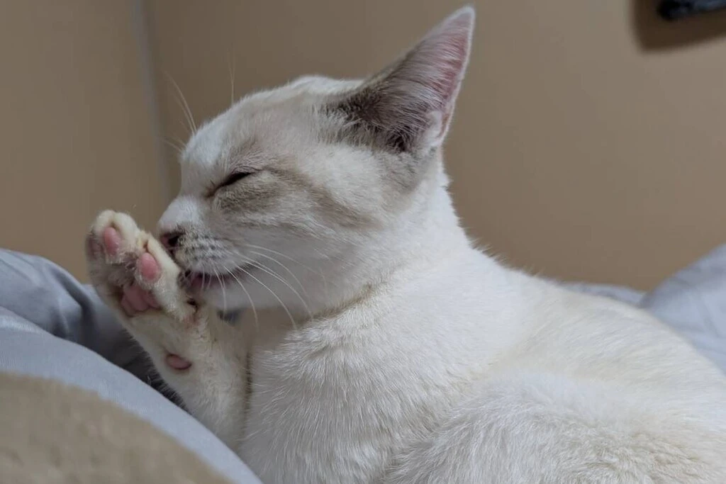 【迷子猫】福島県会津若松市のミィちゃんを無事に保護！ペット探偵による事例をご紹介