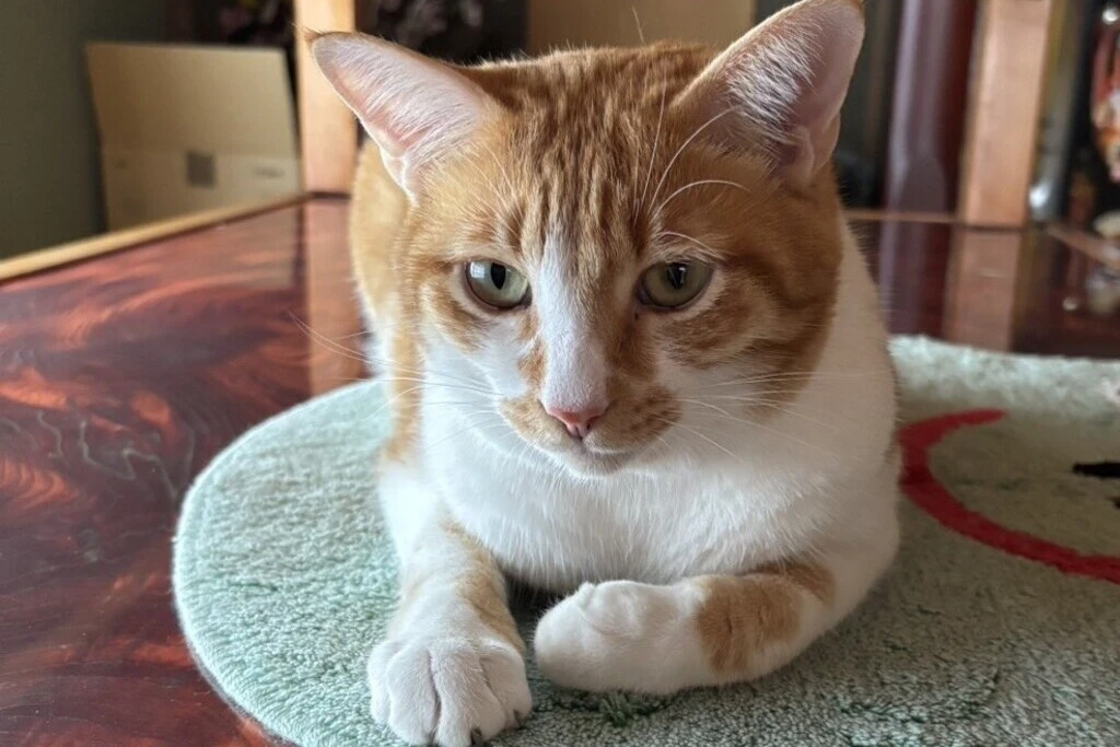 【迷子猫】熊本県八代郡のアーミーくんを無事に保護！ペット探偵による事例をご紹介