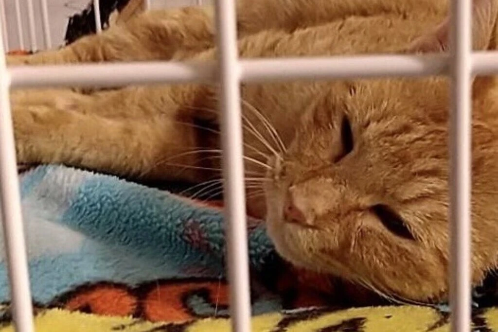 【迷子猫】埼玉県熊谷市のルナちゃんを無事に保護！ペット探偵による事例をご紹介