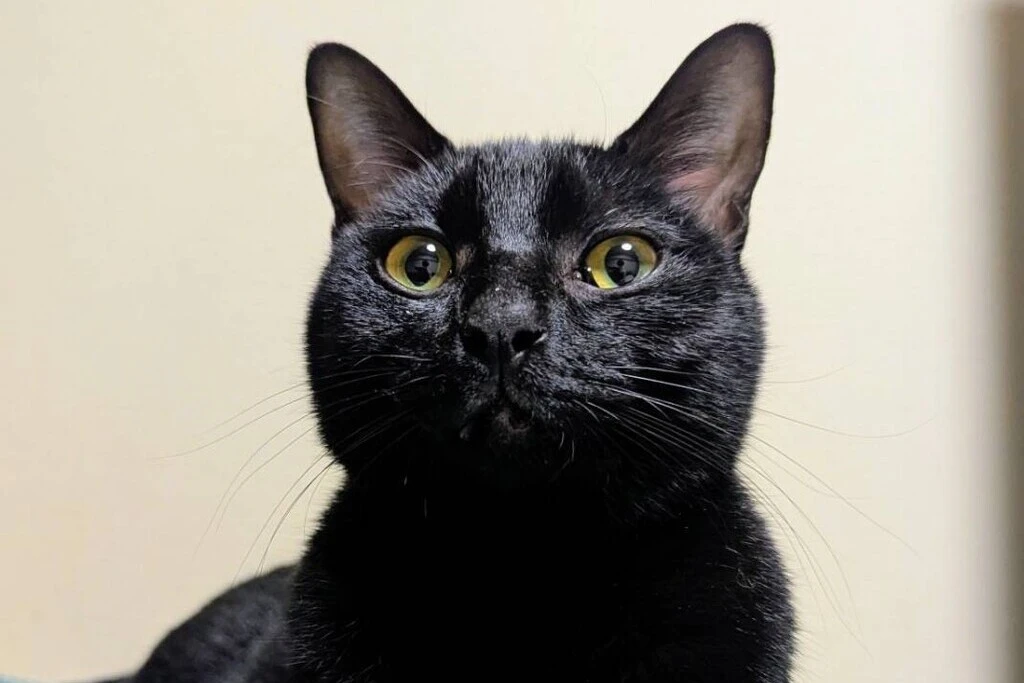 【迷子猫】福岡県福岡市のレイちゃんを無事に保護！ペット探偵による事例をご紹介