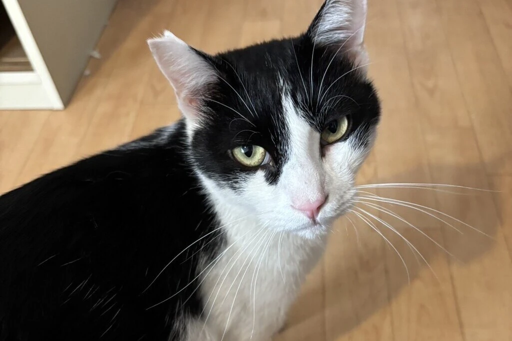 【迷子猫】大阪府大阪市のセブンくんを無事に保護！ペット探偵による事例をご紹介