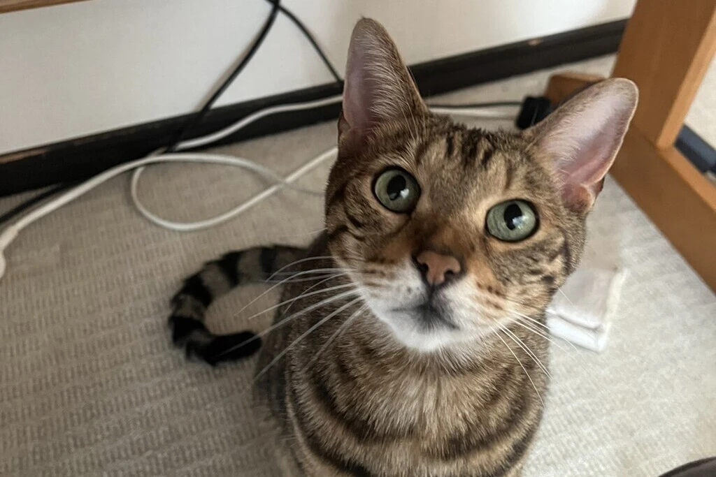 【迷子猫】神奈川県横浜市のチャーリーくんを無事に保護！ペット探偵による事例をご紹介