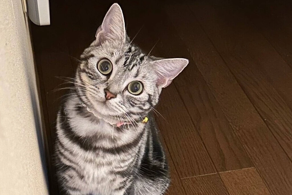 【迷子猫】愛知県瀬戸市のアメリちゃんを無事に保護！ペット探偵による事例をご紹介