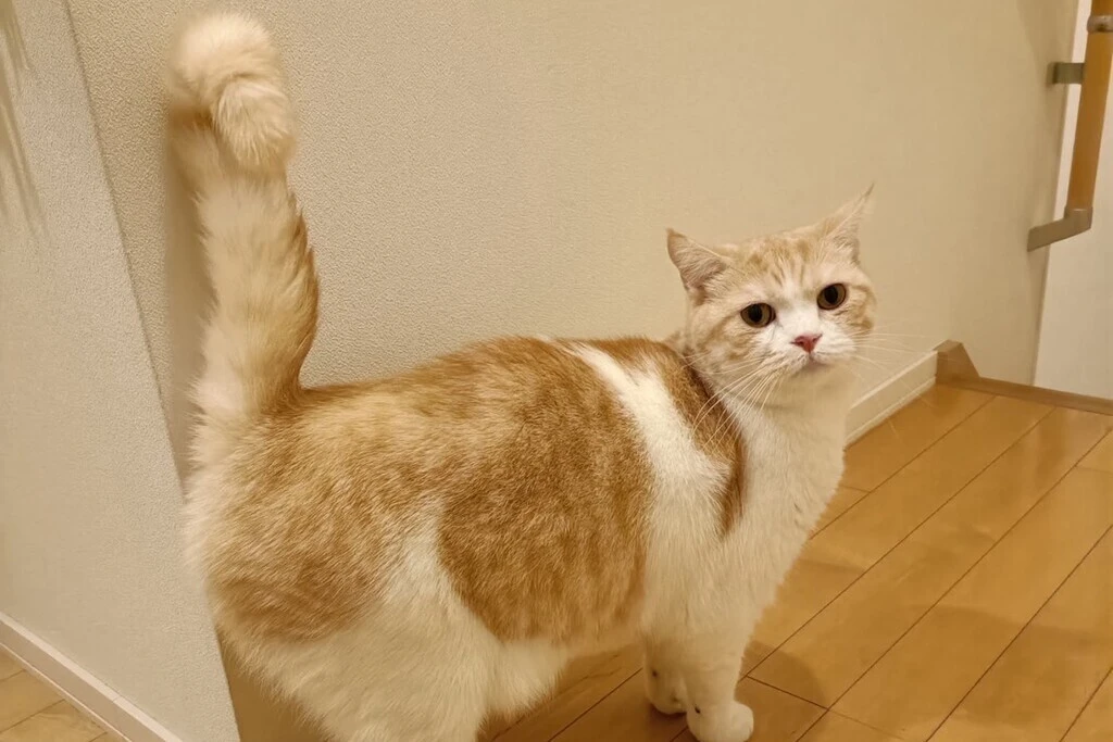 【迷子猫】兵庫県姫路市のマヨくんを無事に保護！ペット探偵による事例をご紹介