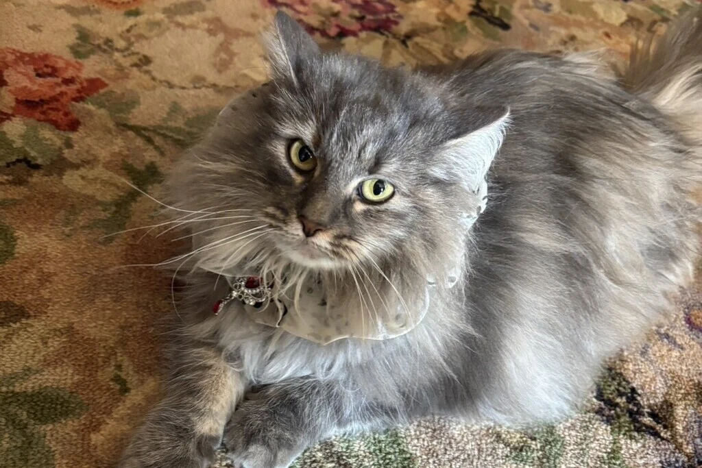 【迷子猫】高知県吾川郡のハナコちゃんを無事に保護！ペット探偵による事例をご紹介