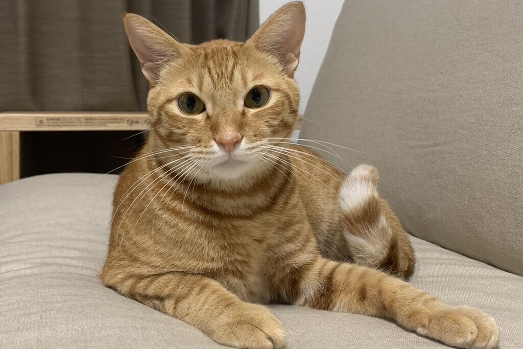 【迷子猫】福岡県福岡市のドラヤキくんを無事に保護！ペット探偵による事例をご紹介