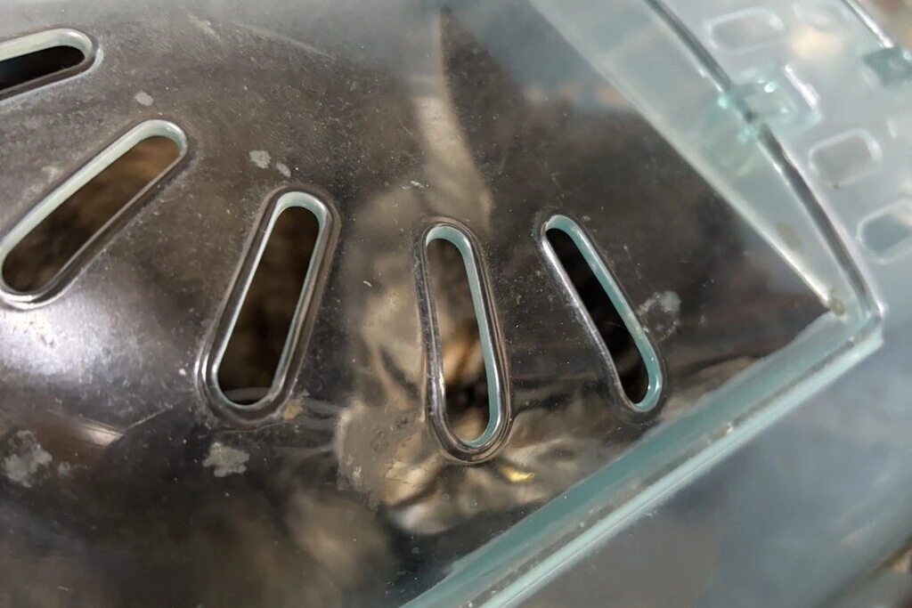 【迷子猫】長崎県佐世保市のチャコちゃんを無事に保護！ペット探偵による事例をご紹介