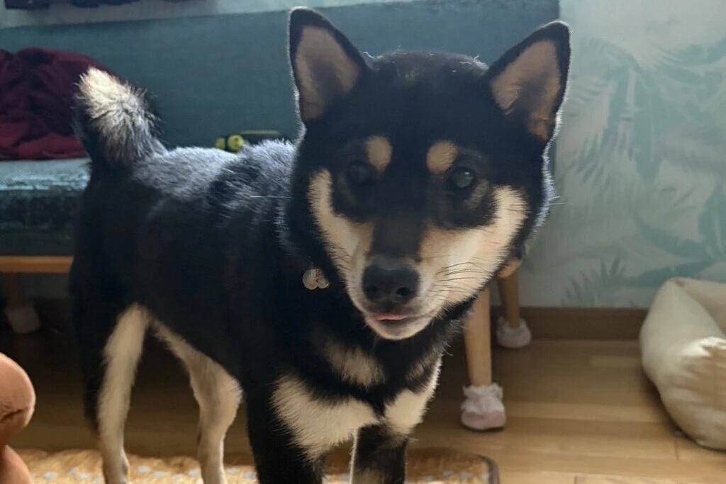 【迷子犬】新潟県新潟市のコロモちゃんを無事に保護！ペット探偵による事例をご紹介